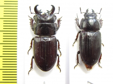 Novonigidius kirchneri, pair  Indonesia, Sulawesi  23mm - INSECTS-STORE.RU