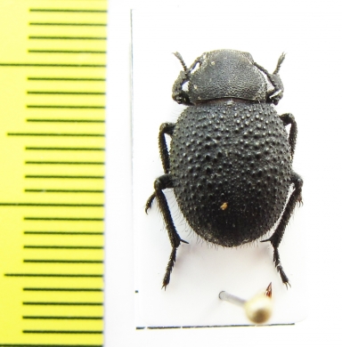 Iranopachyscelis persica  Iran, Isfahan prov. - INSECTS-STORE.RU