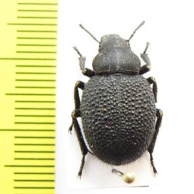 Iranopachyscelis persica  Iran, Isfahan prov. - INSECTS-STORE.RU