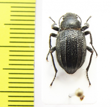 Lasiostola carinata  Kazakhstan - INSECTS-STORE.RU