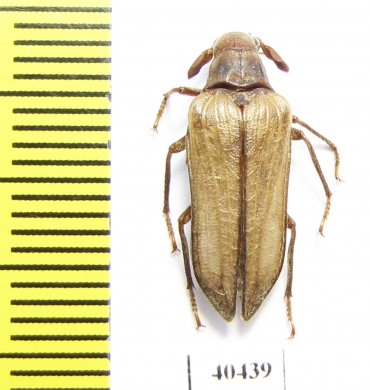 Rhipiceridae sp.  Iran, Boyer-Ahmad prov. - INSECTS-STORE.RU