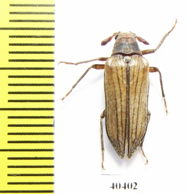 Rhipiceridae sp.  Iran, Boyer-Ahmad prov. - INSECTS-STORE.RU