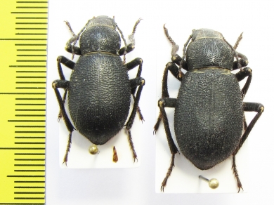 Trachyderma setosa, pair  Armenia - INSECTS-STORE.RU