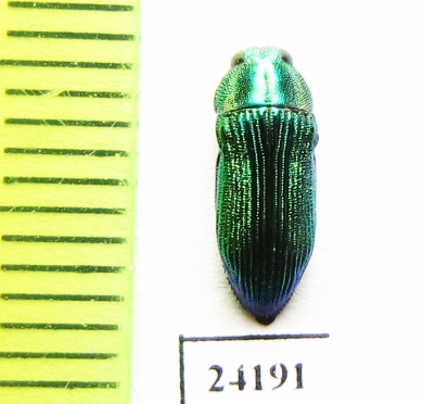 Buprestidae sp.  Togo - INSECTS-STORE.RU