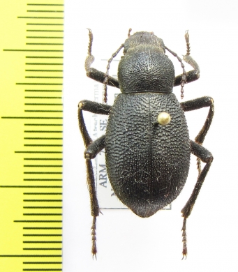 Trachyderma setosa  Armenia - INSECTS-STORE.RU