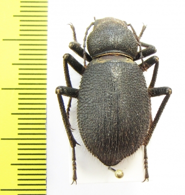 Trachyderma hispida  Morocco - INSECTS-STORE.RU