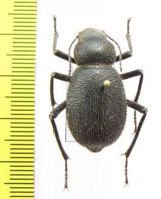 Trachyderma hispida  Morocco - INSECTS-STORE.RU