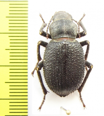 Trachyderma philistina  Jordan - INSECTS-STORE.RU