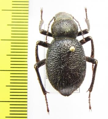Trachyderma philistina  Iran, Khuzestan prov. - INSECTS-STORE.RU