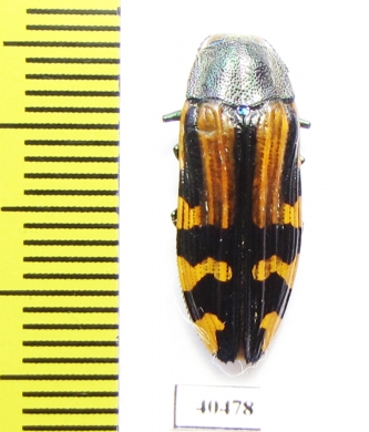 Conognatha errata  Chile - INSECTS-STORE.RU