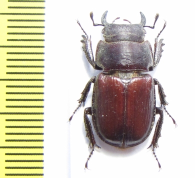 Noseolucanus denticulus  Myanmar  20mm - INSECTS-STORE.RU