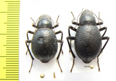 Trachyderma triangularis, pair  Uzbekistan - INSECTS-STORE.RU