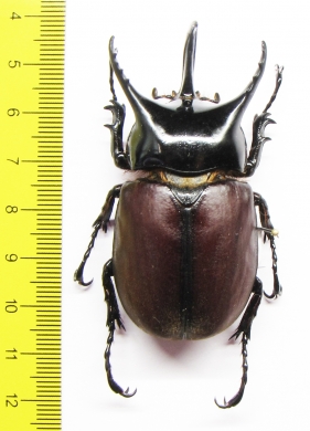 Beckius beccarii  Indonesia, Papua 62mm - INSECTS-STORE.RU