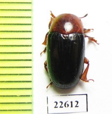 Erotylidae sp.  South Africa Rep. - INSECTS-STORE.RU