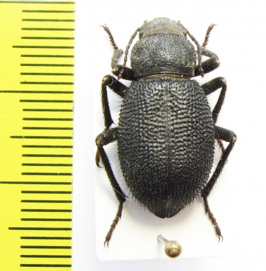 Thriptera kraatzi  Iran, Hormozgan prov. - INSECTS-STORE.RU