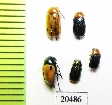 Chrysomelidae sp.  Morocco - INSECTS-STORE.RU