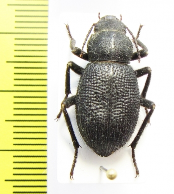 Thriptera kraatzi  Iran, Hormozgan prov. - INSECTS-STORE.RU