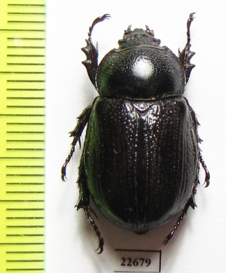 Dynastinae sp.  South Africa Rep. - INSECTS-STORE.RU