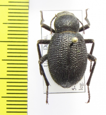 Thriptera kraatzi  UAE - INSECTS-STORE.RU