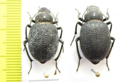 Thriptera longipilis, pair  Tajikistan - INSECTS-STORE.RU