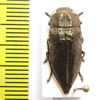 Ectinogonia buqueti  Chile - INSECTS-STORE.RU