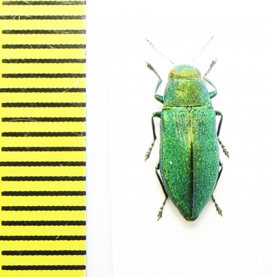 Kisanthobia ariasi  Hungary - INSECTS-STORE.RU