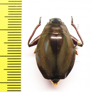 Gyrinidae sp.  Papua New Guinea 22mm - INSECTS-STORE.RU