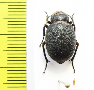 Thriptera ballionis  Uzbekistan - INSECTS-STORE.RU