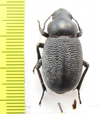 Pachyscelis banghaasi  Tajikistan - INSECTS-STORE.RU