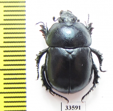 Odontotrypes guoluoshanus  China - INSECTS-STORE.RU