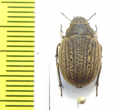 Stalagmoptera laticollis  Uzbekistan - INSECTS-STORE.RU