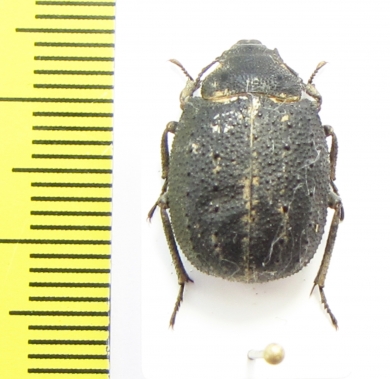 Stalagmoptera sordida  Kirgizstan - INSECTS-STORE.RU