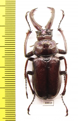 Sphaenognathus bellicosus  Colombia  44mm - INSECTS-STORE.RU