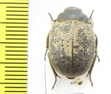 Stalagmoptera sordida  Kirgizstan - INSECTS-STORE.RU