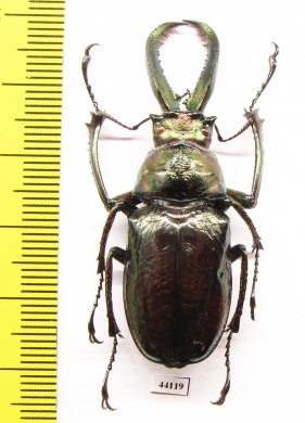 Sphaenognathus bellicosus  Colombia  46mm - INSECTS-STORE.RU