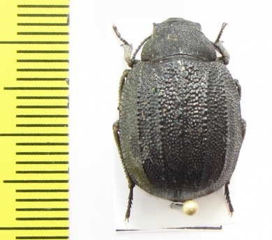 Stalagmoptera tuberculatocostata simulatrix  Kazakhstan - INSECTS-STORE.RU