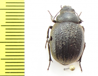 Stalagmoptera confusa incostata  Uzbekistan - INSECTS-STORE.RU