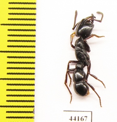 Formicidae sp.  South Africa Rep. - INSECTS-STORE.RU