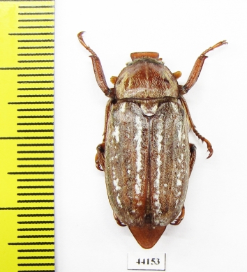 Anoxia orientalis  Greece - INSECTS-STORE.RU