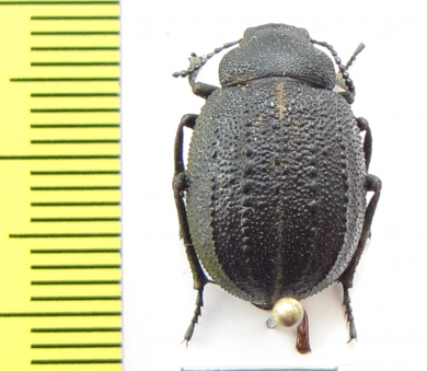 Stalagmoptera hybrida tadzhika  Uzbekistan - INSECTS-STORE.RU