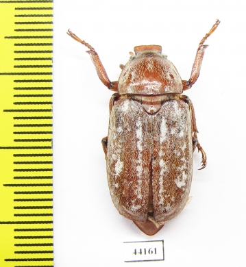 Anoxia orientalis  Greece - INSECTS-STORE.RU