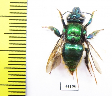 Hymenoptera sp.  Peru - INSECTS-STORE.RU