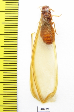 Isoptera sp.  Zambia - INSECTS-STORE.RU