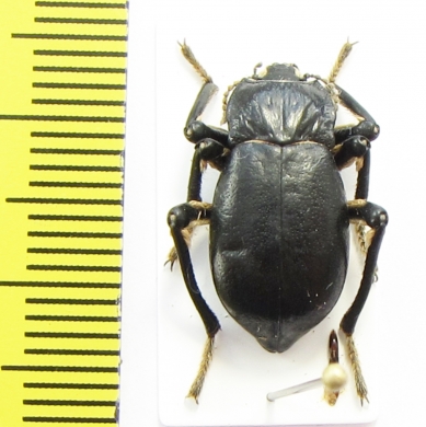 Psectrascelis elongata  Chile - INSECTS-STORE.RU