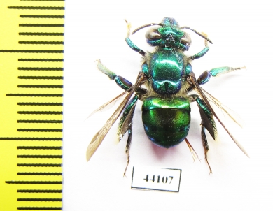 Hymenoptera sp.  Peru - INSECTS-STORE.RU