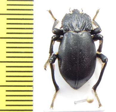 Psectrascelis elongata  Chile - INSECTS-STORE.RU