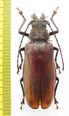 Gnathonyx piceipennis, female  Indonesia, Papua - INSECTS-STORE.RU
