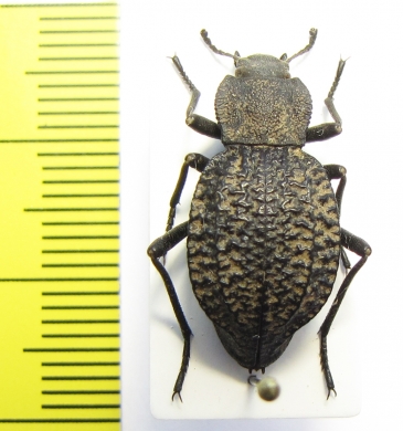 Philolithus morbillosus  USA - INSECTS-STORE.RU