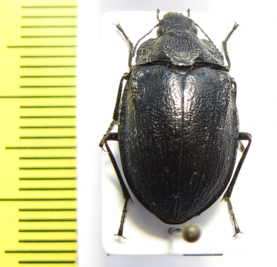 Geoborus rugipennis  Chile - INSECTS-STORE.RU