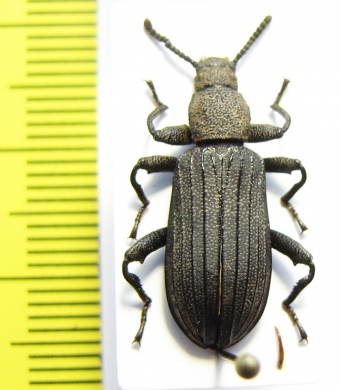 Aediotrix petersi  Philippines - INSECTS-STORE.RU